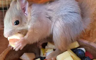 Pomôžte s rekonštrukciou záchrannej stanice pre veveričky