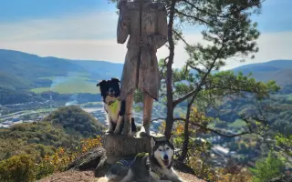 Nohy už nevládzu, ale srdce stále chce. Pomôžme Shaste.