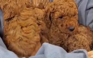 Doprajme Lilianke psiu terapeutku, ktorá jej môže otvoriť dvere do sveta