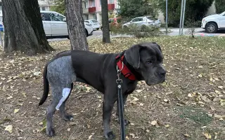 Pomôžte Lole chodiť bez bolesti – súrne potrebuje operáciu