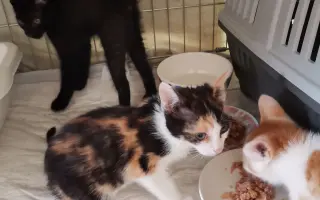 Naplňme spolu mačacie misky 🐈