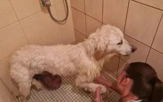 Pes nie je darček. Pomôžte nám zmeniť myslenie v marginalizovaných komunitách.