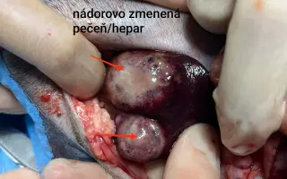 Pomôžme Anete dokončiť štúdium a stať sa veterinárkou