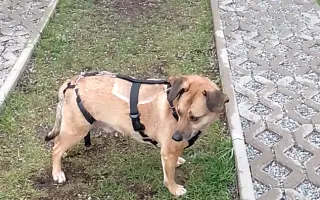 Dajme Dobbymu šancu na zdravie