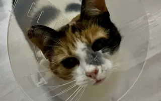 Zachráňme Sašenku bojujúcu s tumorom mäkkých tkanív