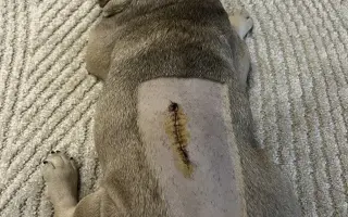 Pomôžme Dionkovi znovu chodiť