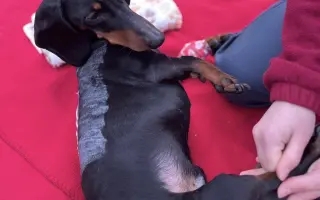 Dobby znovu chodí. Pomôžte mu opäť behať.