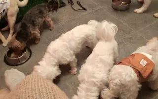 Pomôžme psím seniorom u Ivetky