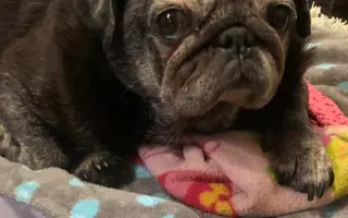 Pomôžme mopsinke Boženke (15,5 r.) a ďalším seniorom