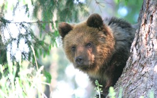 Podporte vydanie knihy Stretnutia s medveďom