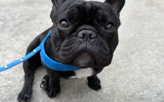 Pomôžme Teovi získať šancu na život bez bolesti