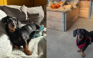 Pomôžme Jessie po operácii chrbátika