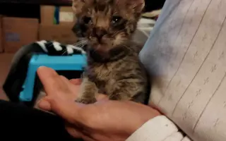 Pomôžme mačičkám prežiť zimu