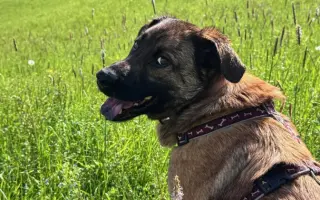 Pomôžme Jessiemu opäť sa postaviť na labky bez bolessti