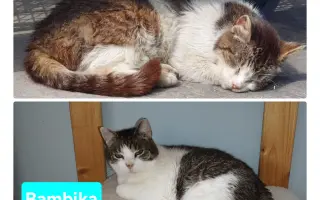 Pomôžme tam, kde by mačičky bez nás neprežili