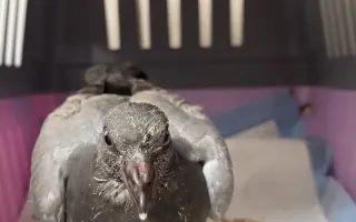 Pomôžme Vlaďke postaviť domov pre handicapované holuby