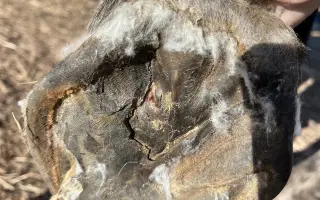 Pomôžme kobylke Moly zvládnuť liečbu