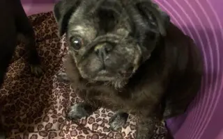 Pomôžme mopsinke Boženke (15,5 r.) a ďalším seniorom