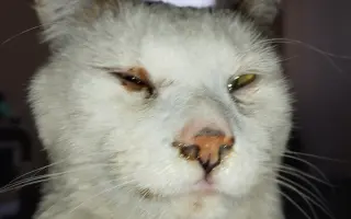 Pomôžme kocúrikovi Labke zotaviť sa
