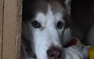 Keď labky slabnú, láska stále beží ďalej - pomôžme huskymu Hachiko
