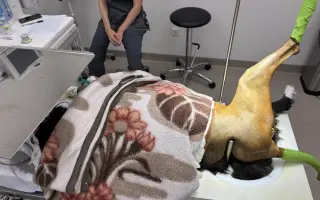 Pomôžte Sindy znovu behať a žiť bez bolesti. Posledná operácia splní náš sen 🙏