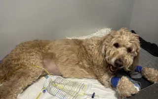 Pomôžme Bobovi opäť pomáhať