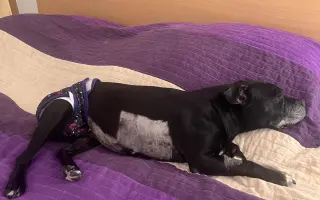 Pre Bessie, aby mohla ešte žiť naplno