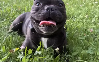 Zachráňme Artymu úsmev a život