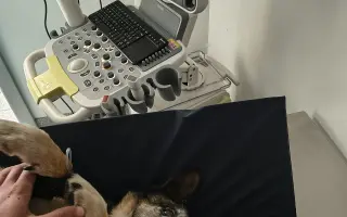 Pomôžme záchranárskemu psíkovi Qvídovi