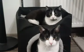 Pomôžte nám postaviť bezpečnú voliéru pre mačky bez domova