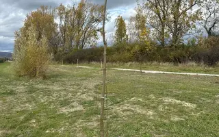 SadímeStromy: Posadíme 100 stromov každý rok