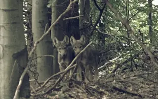 Živý vlk, živý les: pomôžte nám s ochranou vlkov