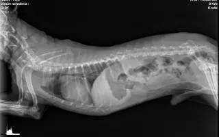 Pomôžme Ferovi znovu sa nadýchnuť