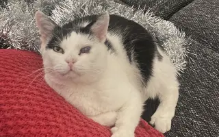 Pomohli ste Kokovi v boji s agresívnou rakovinou FISS