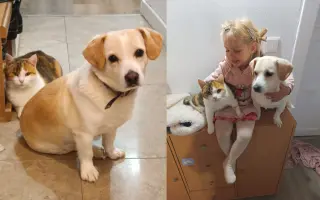 Pomôžme Penny postaviť sa po zrážke s autom opäť na všetky labky