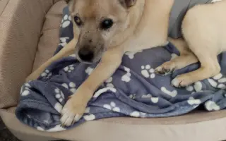 Pomôžme psím seniorom u Ivetky