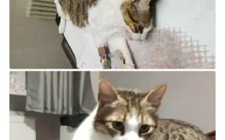 Pomôžme tam, kde by mačičky bez nás neprežili