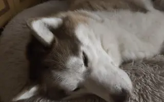Keď labky slabnú, láska stále beží ďalej - pomôžme huskymu Hachiko