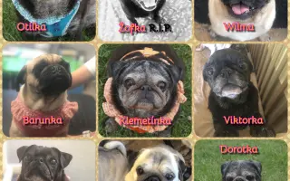 Pomôžte dať chorým mopsíkom šancu na život – MOPS v núdzi, o.z.