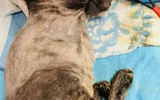 Podporte rozšírenie depozitu pre mačičky z ulice