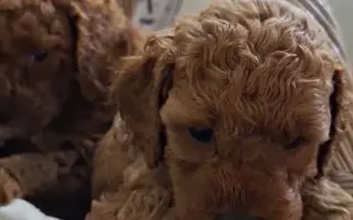 Doprajme Lilianke psiu terapeutku, ktorá jej môže otvoriť dvere do sveta