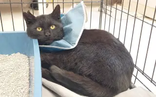 Pomôžme mačkám z Ružinova – 2. fáza pomoci