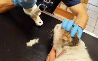 Pomôžme mačičkám prežiť zimu