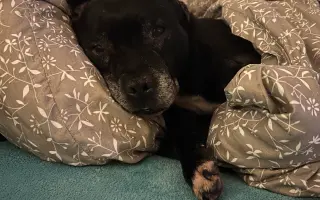 Pre Bessie, aby mohla ešte žiť naplno Pre Bessie, aby mohla ešte žiť naplno