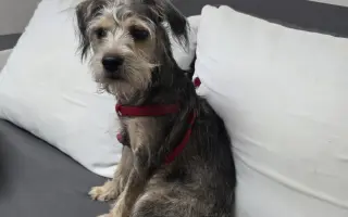 Pomôžme Rumi žiť bez bolesti