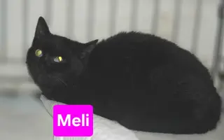 Pomôžme tam, kde by mačičky bez nás neprežili