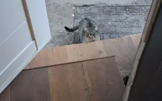 Pomôžte zastaviť utrpenie zvierat – kastrácie a veterinárna pomoc