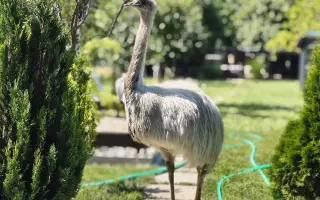 Farmička Monili : Spolu vybudujme lepšie miesto pre zvieratá