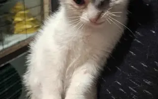 Zachráňme Miniho a dajme šancu aj tým, čo prídu po ňom Zachráňme Miniho a dajme šancu aj tým, čo prídu po ňom