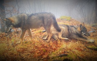 12 mesiacov v divočine: Podporte tvorbu príbehov, ktoré pomôžu vlkom a rysom